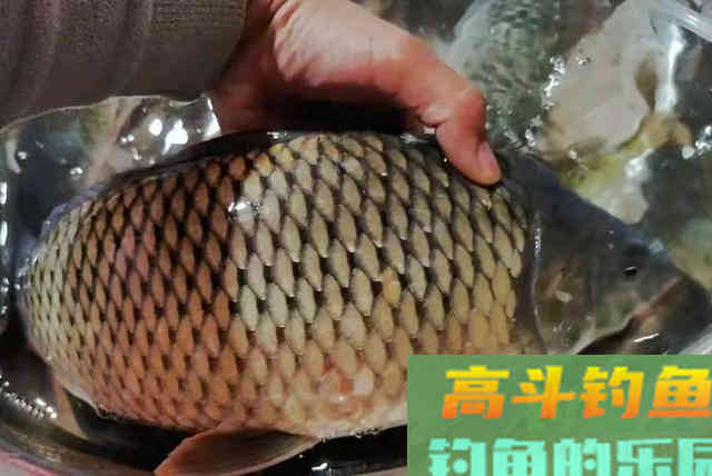 加了小药的饵就是好饵？别再盲目相信了