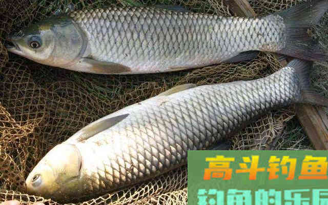 学会这两种自制饵料，专门钓秋天的大草鱼