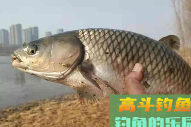 这饵料果然有奇效！小鱼不闹，大鱼跑不掉