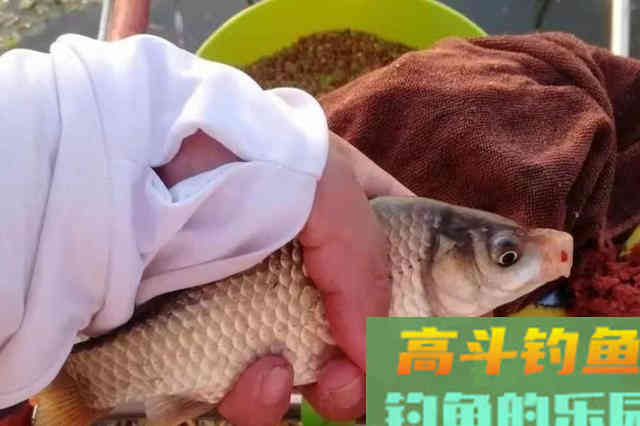 春天对付大板鲫，唯独这饵料用法才最靠谱