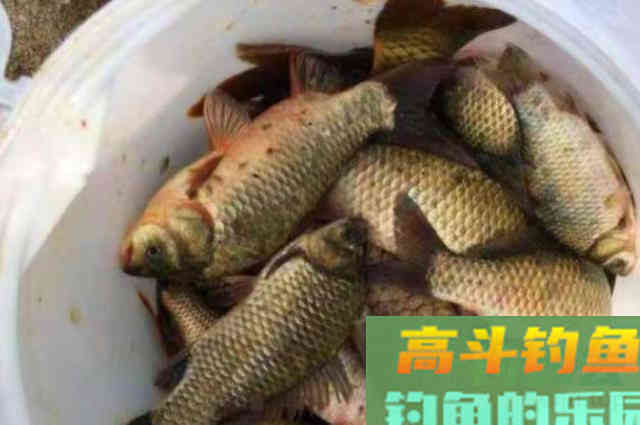 以后钓鲫鱼就这样用饵了，方法简单特有效