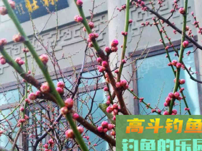 冬钓鲫鱼开饵体会
