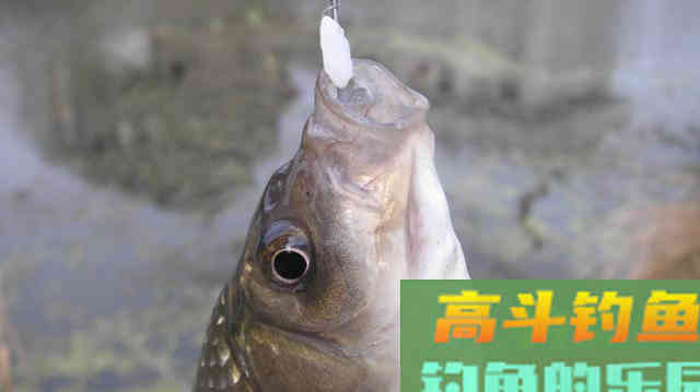 钓鱼有规律，别再用钓无定律、随机应变忽悠人