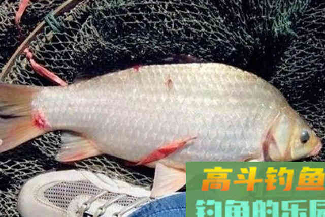 鱼口轻到怀疑人生，庆幸用这破解招式