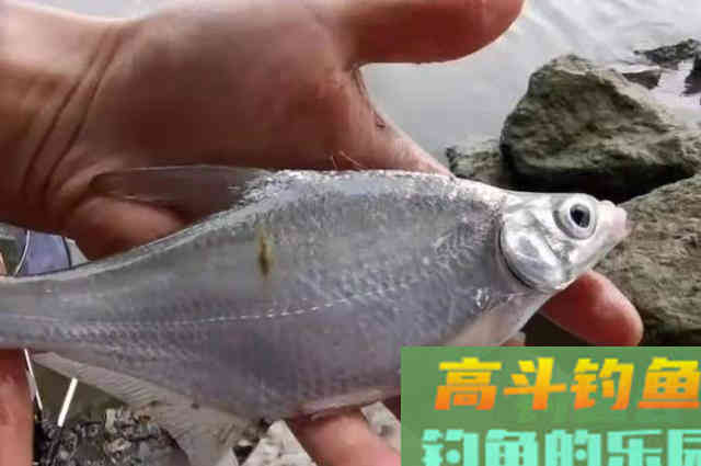 难道这才是连竿打鱼的核心秘诀？涨见识了