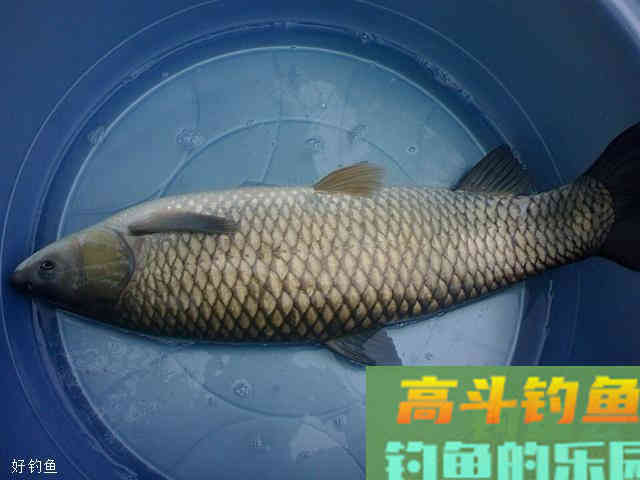 如何正确的选择商品饵？