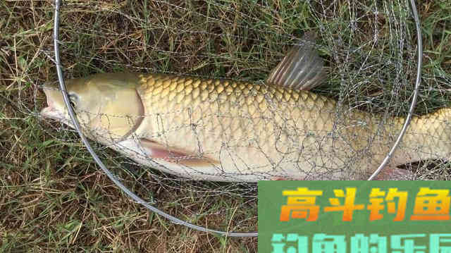 这十二种分析，看懂弄明白，超准抓口