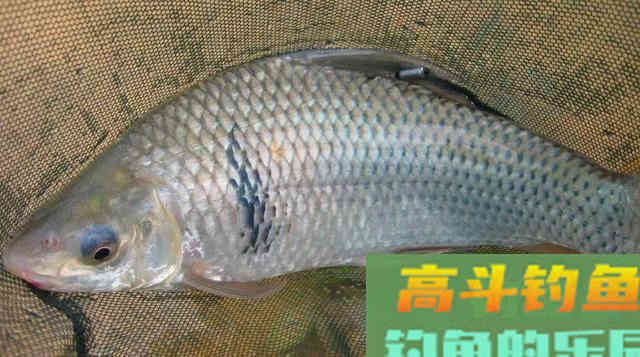 老钓友教你如何钓鲮鱼：掌握这几点，钓鱼不再难