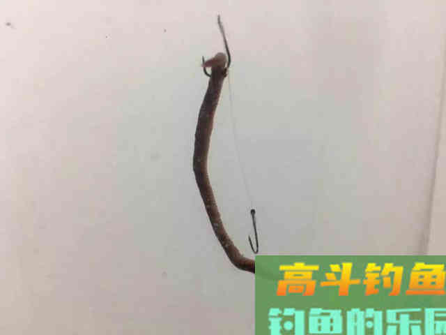 蚯蚓挂法还能影响中鱼率？别不信，蚯蚓挂的好确实中鱼率高