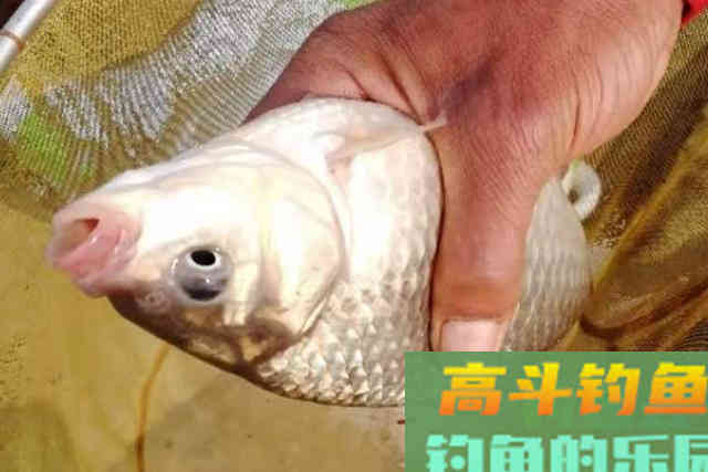 水底不干净就想收竿？老钓手无意间透露这破解方案