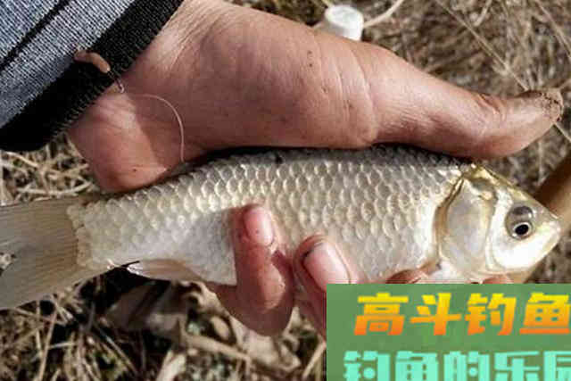 天气冷，大鲫鱼就不好钓了？赶紧试试这饵料用法