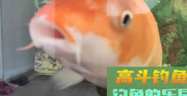 二一年钓鱼水平十级期中内测卷，你是钓鱼高手了吗