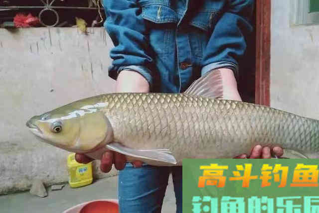 这才是打窝最正确的方式，难怪大草鱼不断上钩