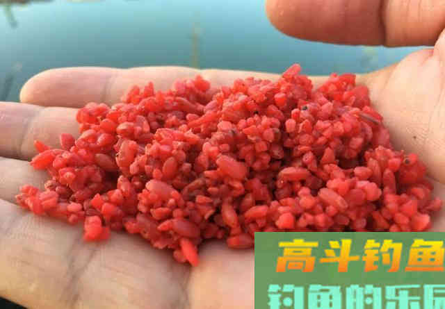 实战告诉你什么样的酒米最诱鱼