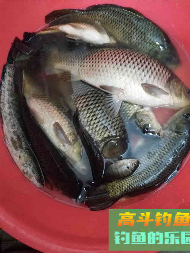 无知不会阻挡钓技进步，傲慢与偏见才会