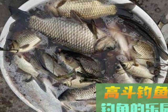 鲫鱼越大就越喜欢吃这饵，简单实用又省钱