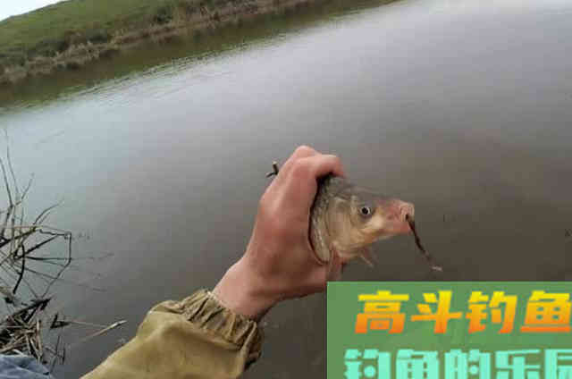 这饵从小用到大，我都在用对大板鲫，效果一级棒