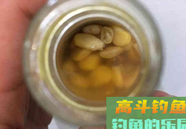 鲜玉米做钓饵这样加工一下，鱼爱吃又方便携带