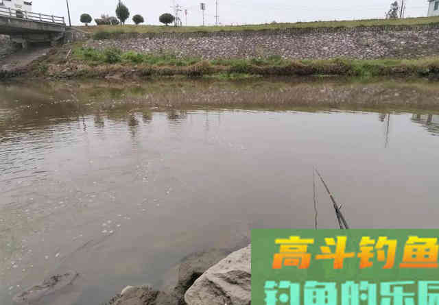 钓不到鲤鱼是你没用对窝料！这种粮食是大鲤鱼的最爱