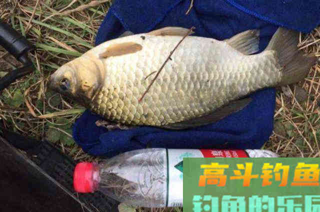 早就跟你说过，秋钓板鲫唯独这饵才最狠