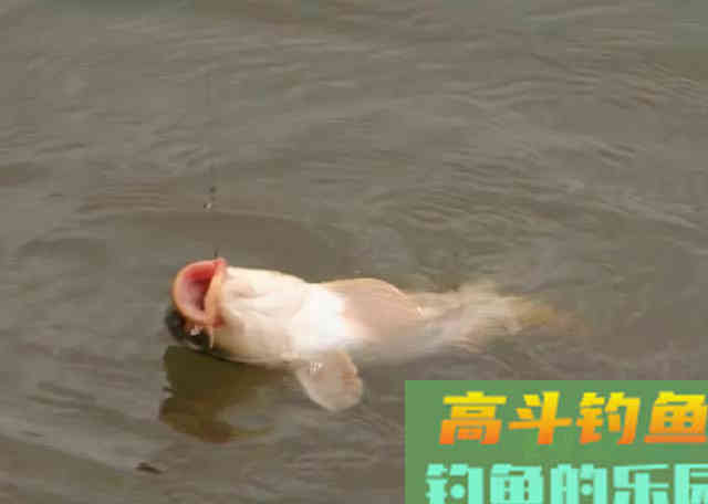 1:1.12，铅皮和浮漂的最佳配比，这个数字是怎么出来的