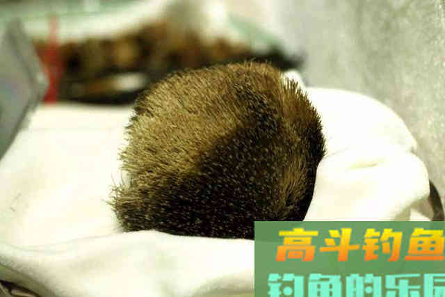 除了做药酒，还有麝香的这两种使用方法