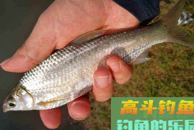 用轮胎、竹子在浮萍中做一个人工鱼窝