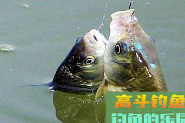 春天钓鲫鱼这样打窝实在是太过瘾，下杆就上鱼