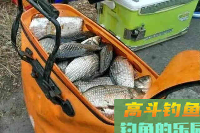 大板鲫再狡猾，一见这饵就得狂抢