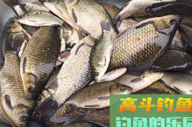 伏天到鱼难钓,还好我有这特效鲫鱼饵 伏天到鱼难钓,还好我有这特效鲫鱼饵