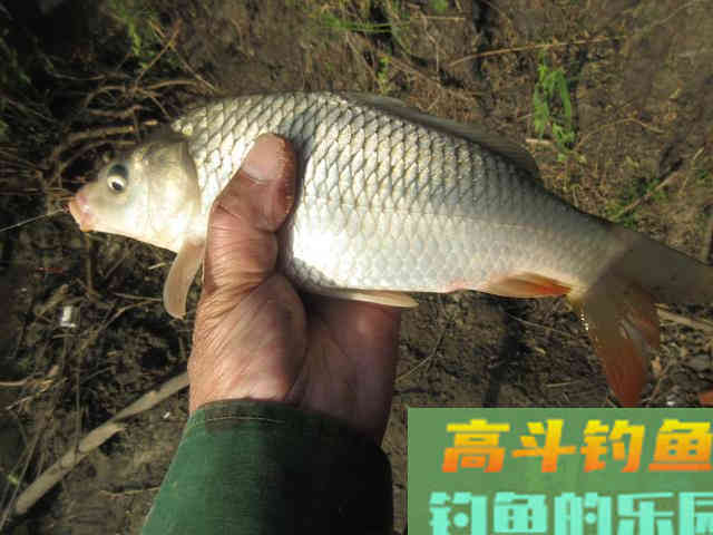 我钓鱼时常遇到的那位高手老黄，钓法出其不意