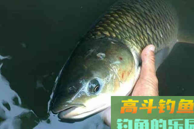 这五种饵不花你一分钱，上钩的都是草鱼