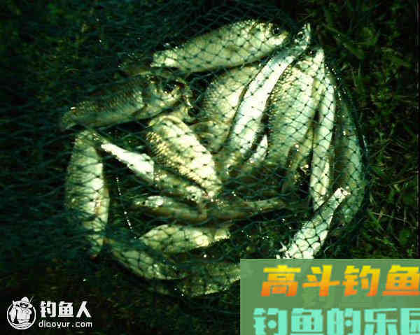 达人分享竞技蓝鲫饵料的新用法