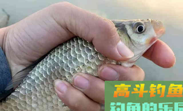 判断窝子里有没有鱼，这3个方法教会你