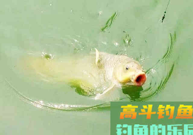 钓友突发奇想，用3000一斤的“臭丸虫”钓鱼