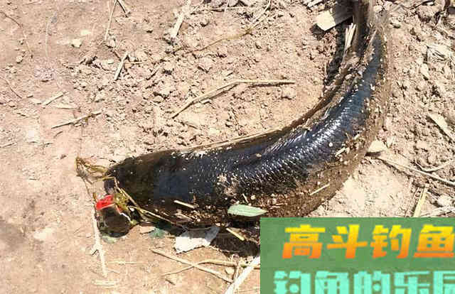 鸡肝钓鱼，只要这样用，钓肉食鱼，一钓一个准