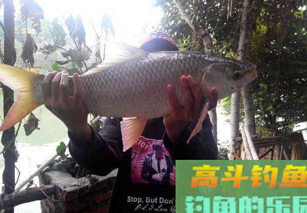 黑坑鱼塘配饵技巧（附老鬼丸九和化氏饵料配方）