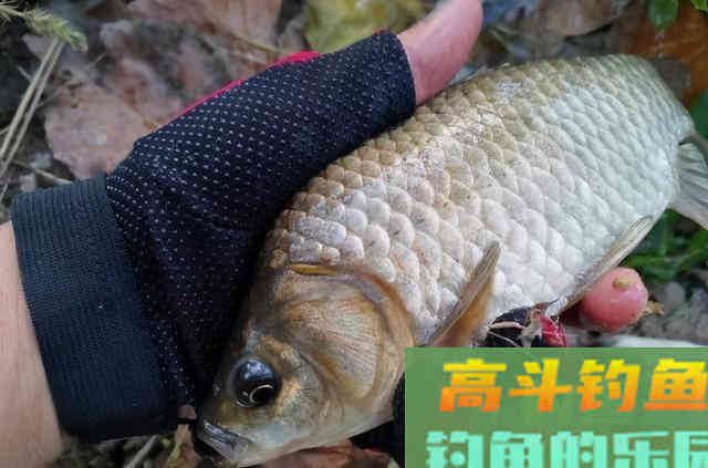 天气再冷，大板鲫也爱吃这饵