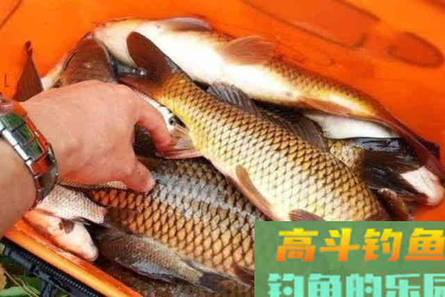 气温低就钓不到鲤鱼了？庆幸我有这用饵套路