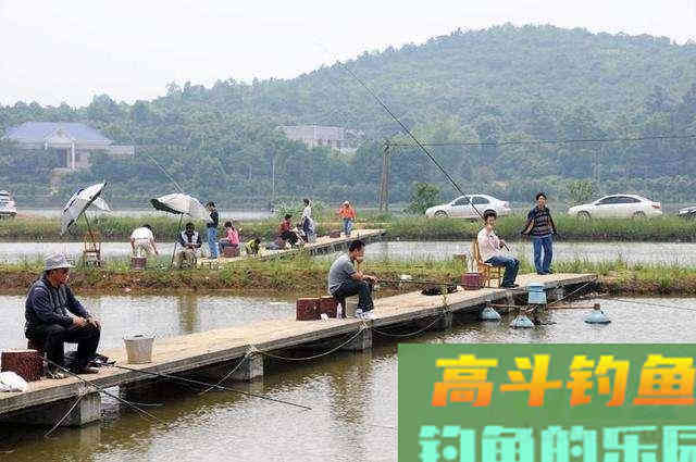 钓混养塘这样用饵，不仅能钓到，还能钓好