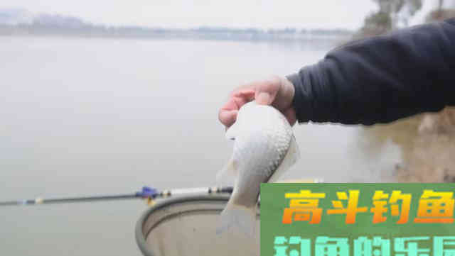 有鱼咬钩后，应该什么时候提竿
