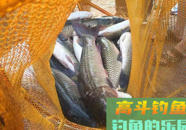 饵料真的不能决定爆护！信息才是连竿上鱼的关键