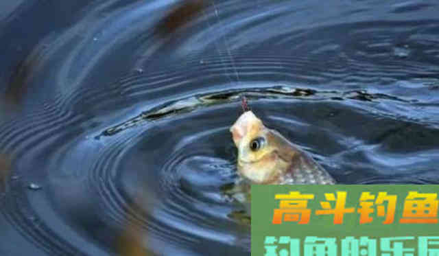 到一处水域钓鱼，子线长度要怎么选