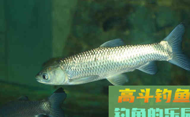退水后鱼该怎么钓呢