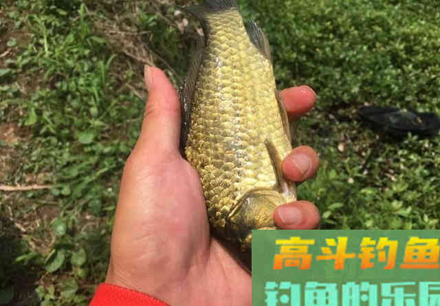 拉饵钓鱼你注意过钩上的残留吗?小细节反映大问题 拉饵钓鱼你注意过钩上的残留吗?小细节反映大问题