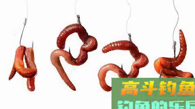 蚯蚓挂法还能影响中鱼率？别不信，蚯蚓挂的好确实中鱼率高