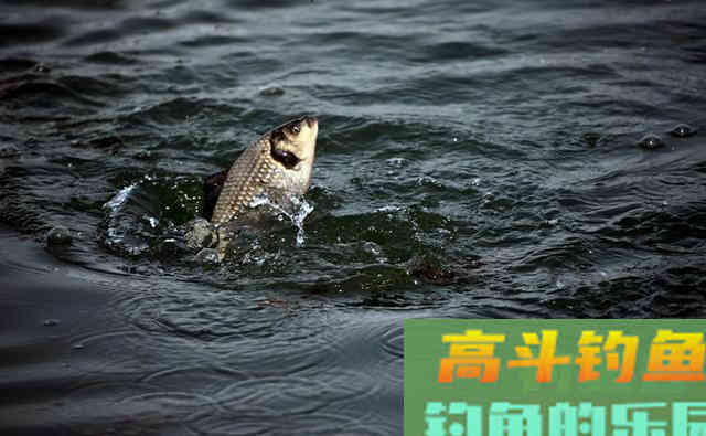 枸杞钓鲫鱼，针对这几点鱼情有妙用