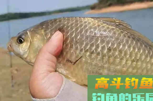 不用小药不用蚯蚓，春季垂钓我只用它