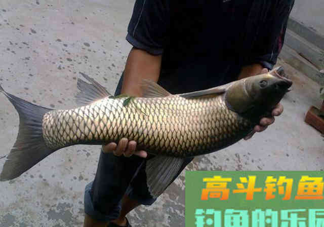 两用型窝料配方分享，针对鲤鱼和草鱼，可打窝可钓鱼