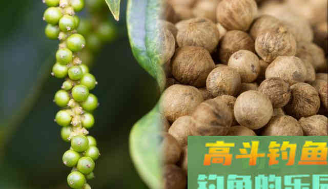 一味辛辣刺激的调料，居然野钓鲤鱼有奇效